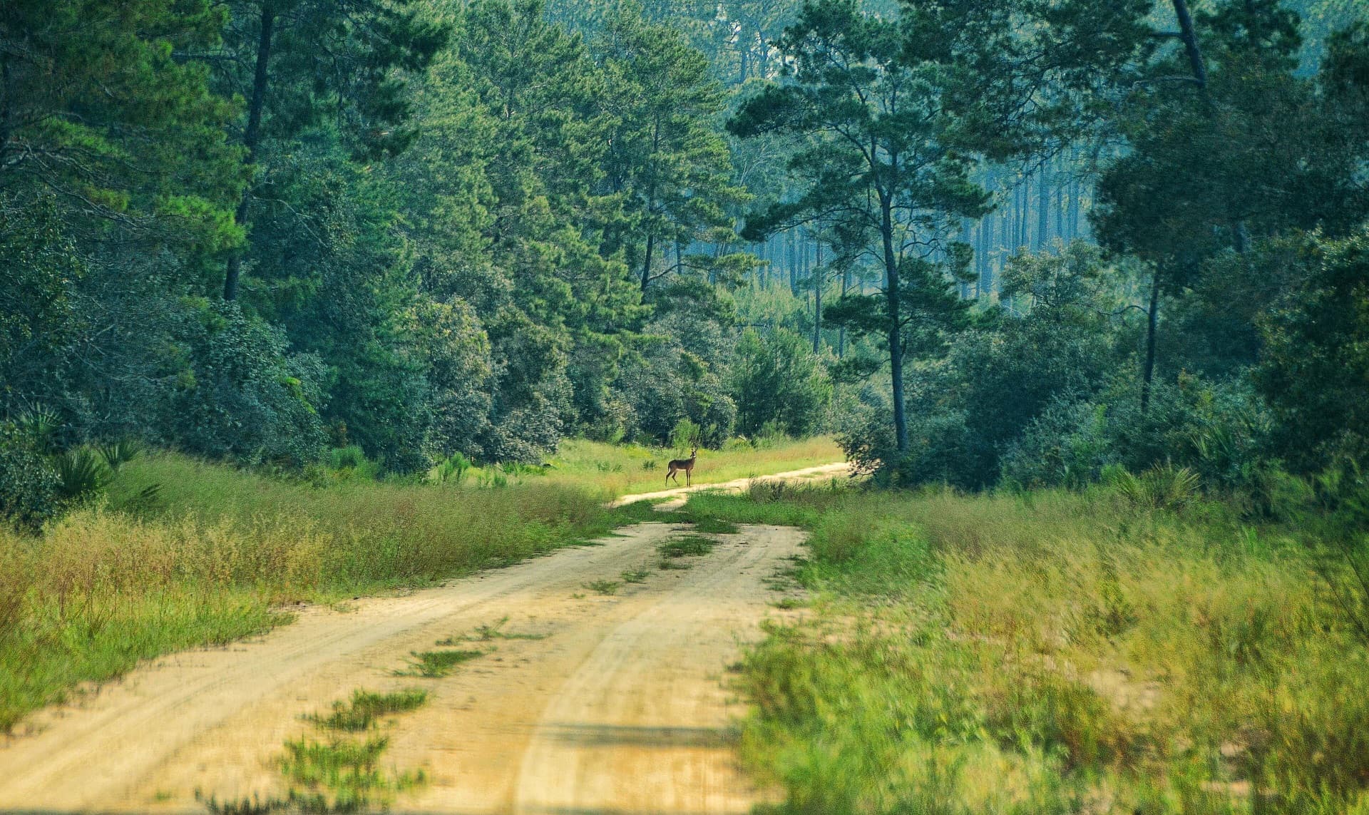 Ocala National Forest, Florida