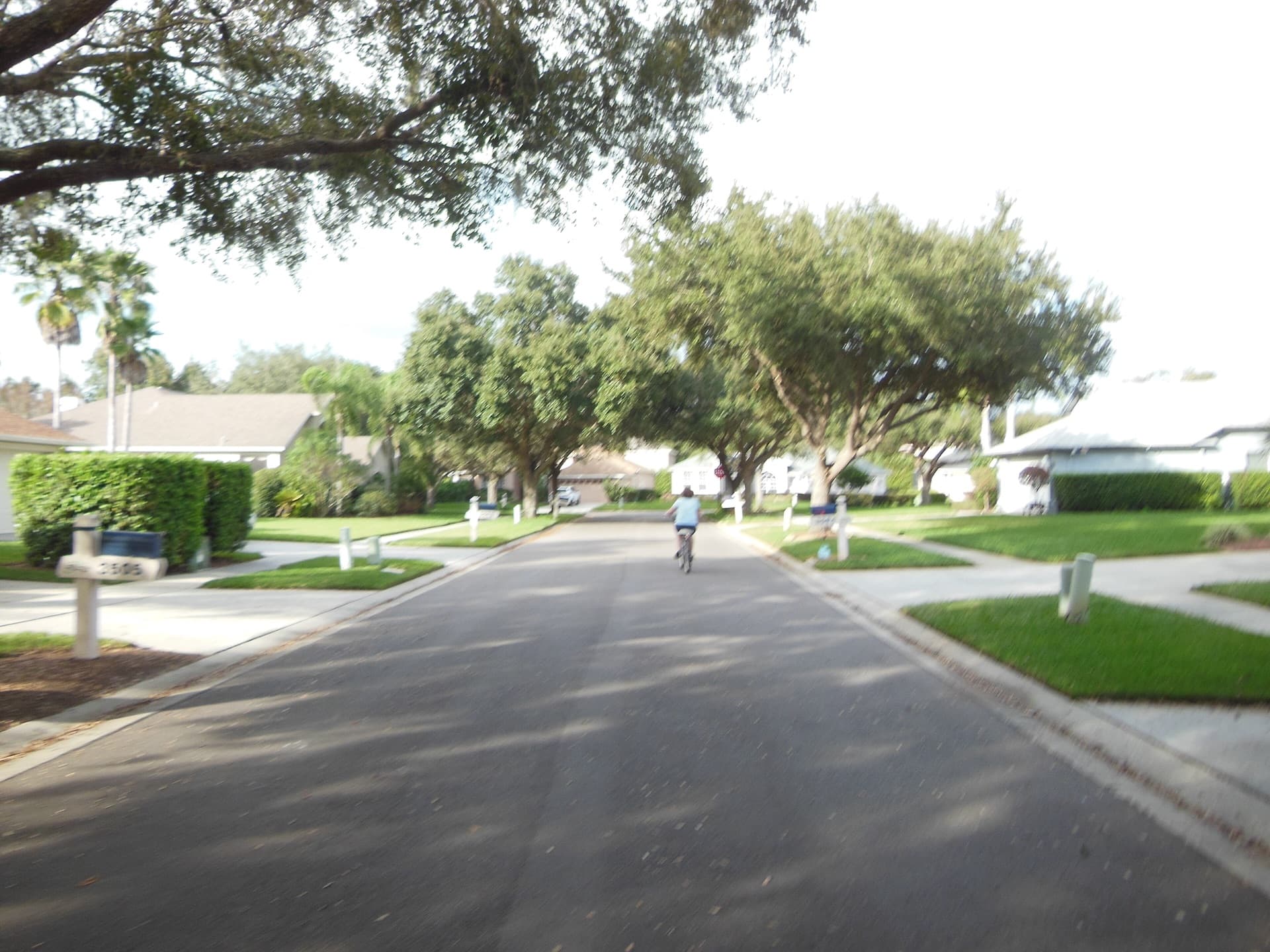 Tree-lined residential street, Valrico, Florida