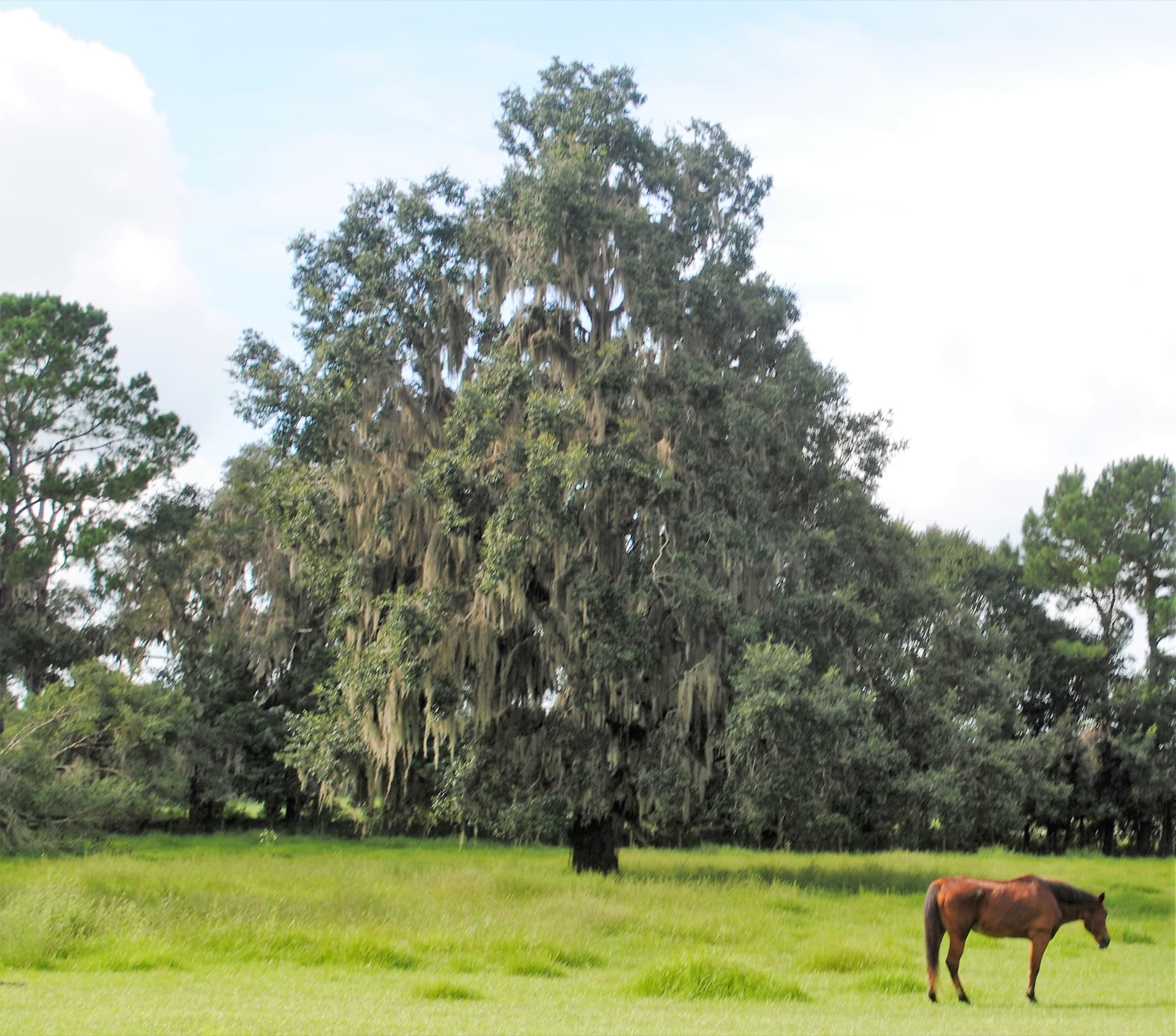 A horse farm in Ocala, Florida