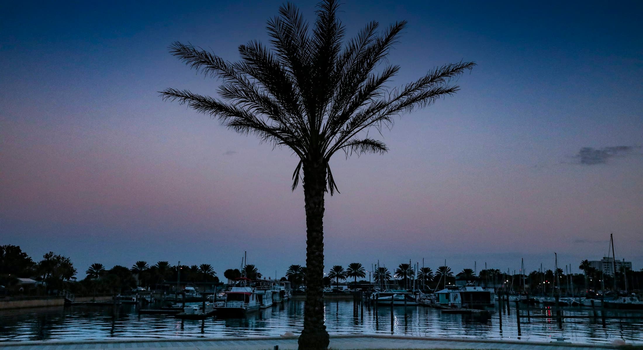 Palm tree silhouetted at dusk over the Sanford marina on Lake Monroe